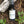Load image into Gallery viewer, Sage Spray