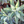 Load image into Gallery viewer, Sage Oil and Bundle
