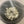 Load image into Gallery viewer, NEW - Sage Loose Leaf