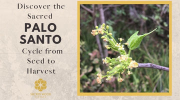 Discover The Sacred Palo Santo Cycle From Seed To Harvest