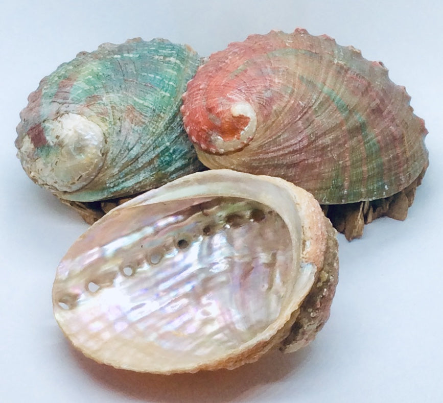 Abalone