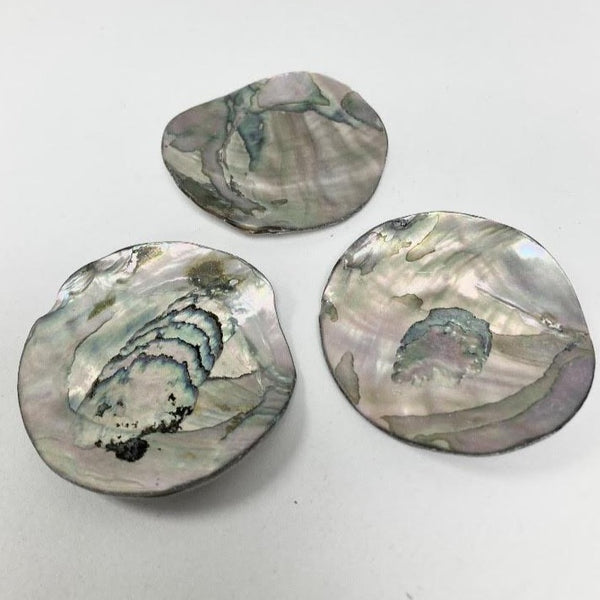 3 Mini Abalone Shells